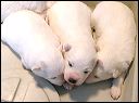 pict0001