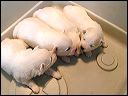 pict0003
