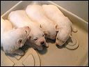pict0004