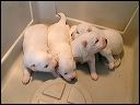 pict0011