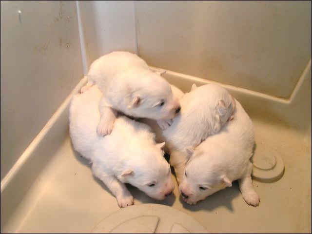 pict0010.jpg