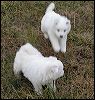 pouncing!.JPG 