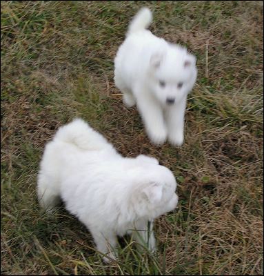 pounci~1.jpg