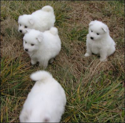 puppie~1.jpg