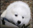 polarb~1