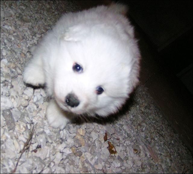 pict0010.jpg