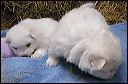 gif211~1