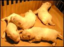 pict0032