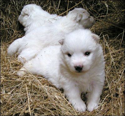 pups_2.jpg