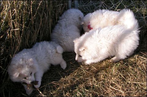 puppie~1.jpg