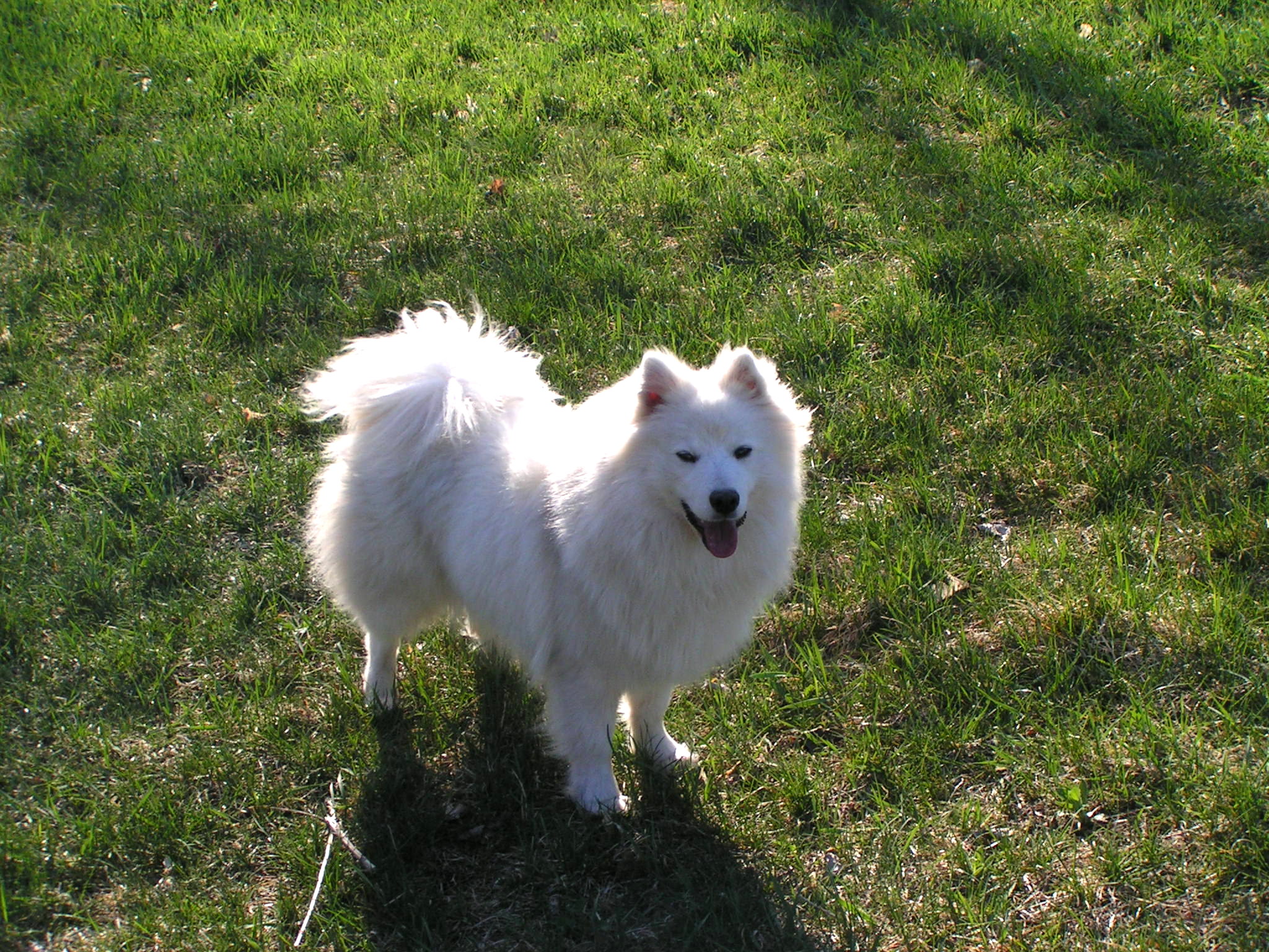 Sulu