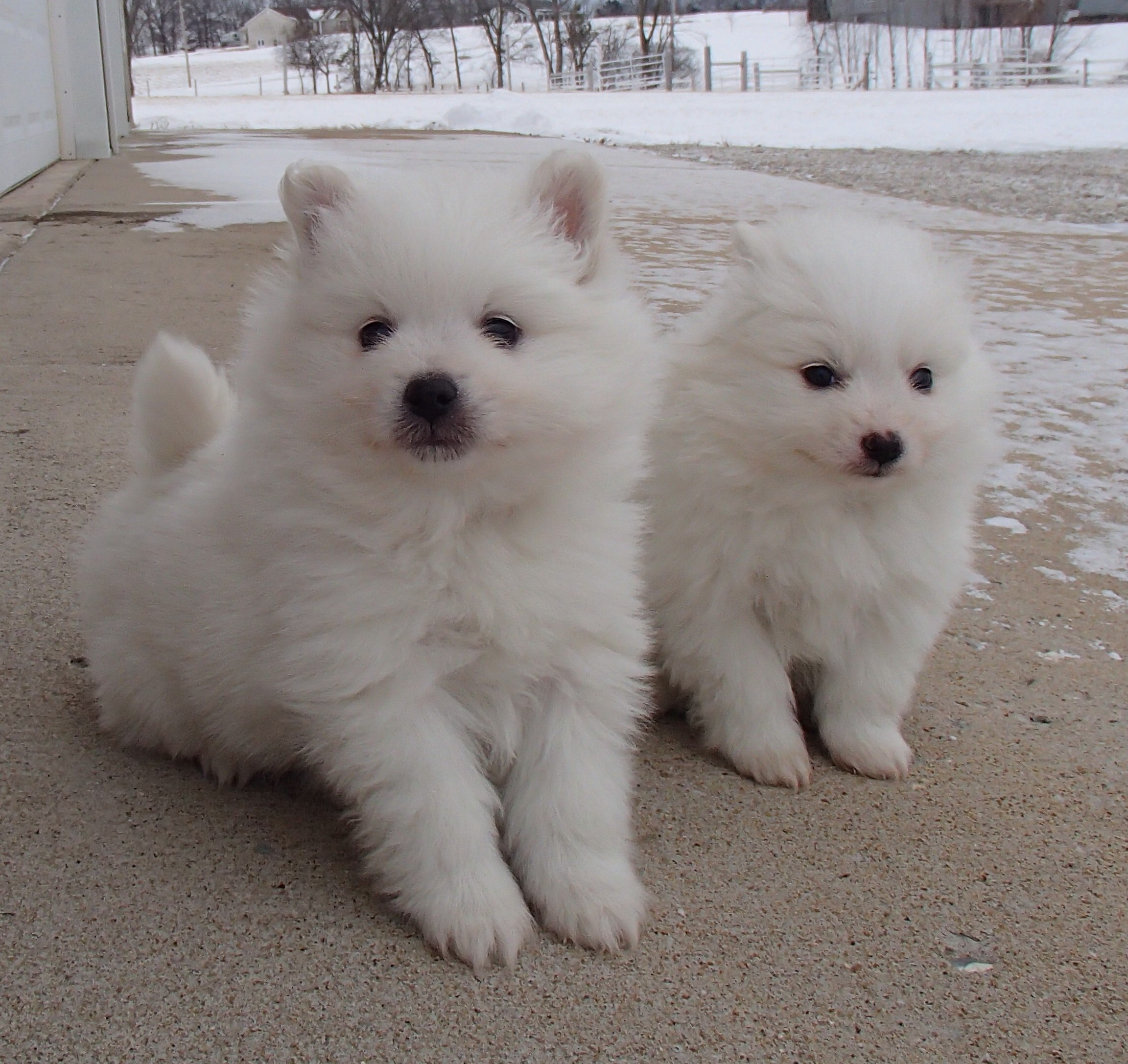 Jewels-6wks-old