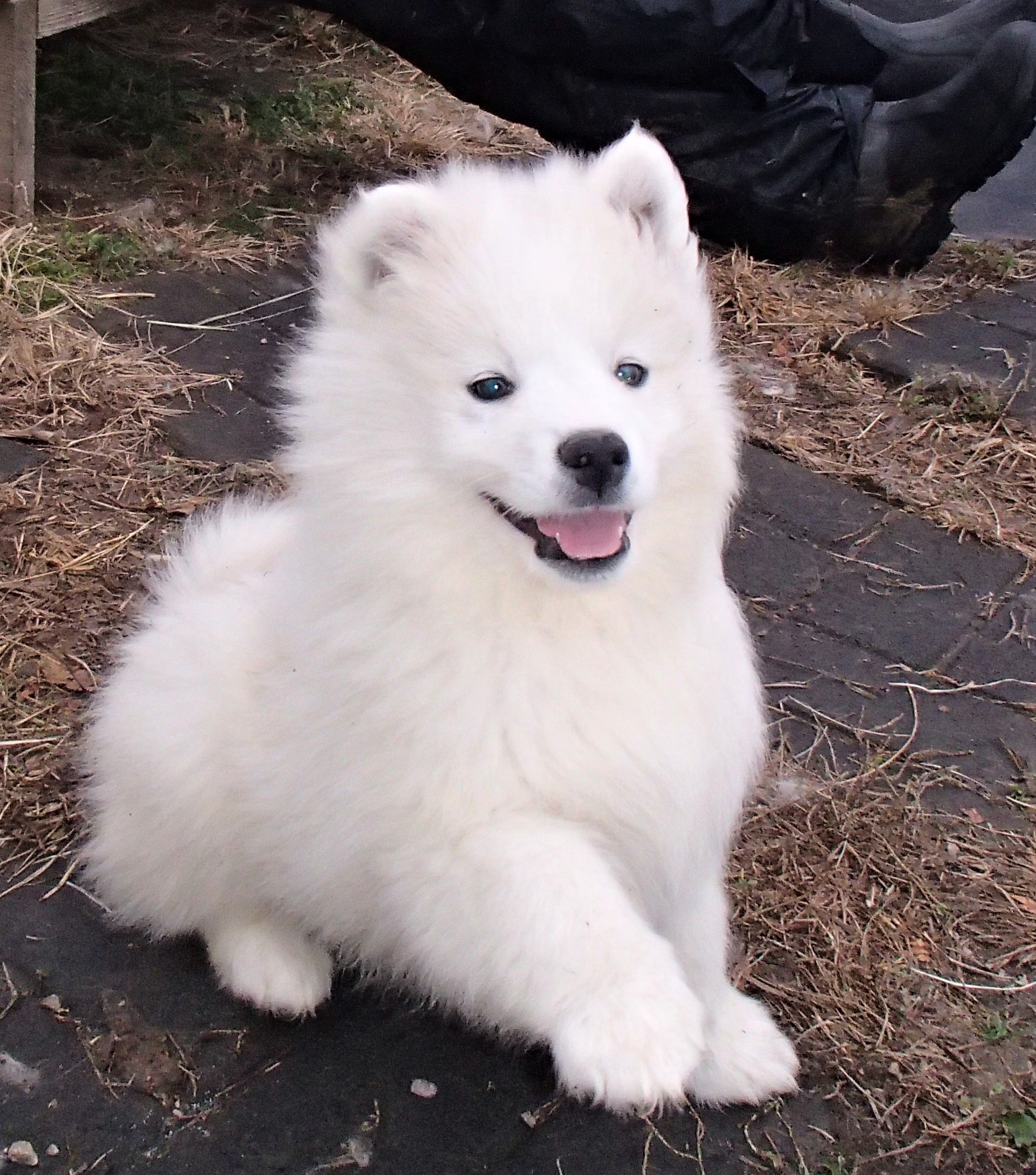 Amy Puppy