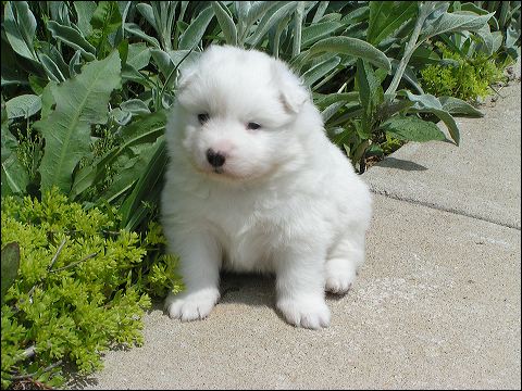 nh-4wks3.jpg