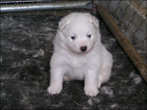 nh_4wks1.jpg