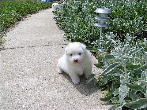 nh_4wks5.jpg
