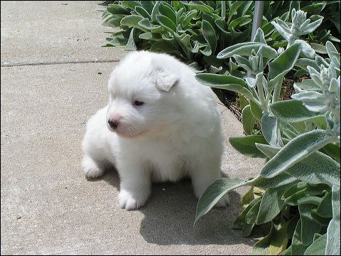 nh_4wks6.jpg