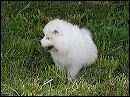 boy-6wks