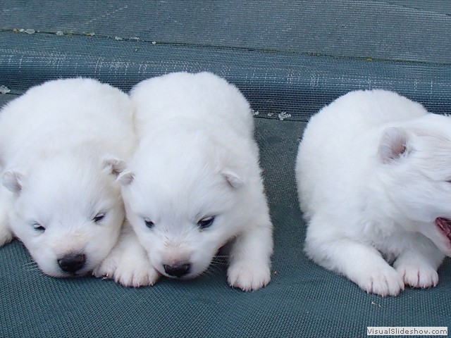 pups-2