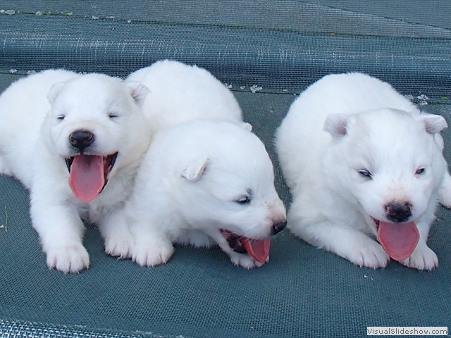 pups-3