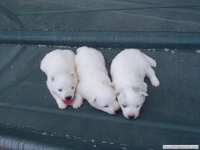 pups-4