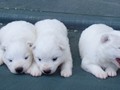 pups-2