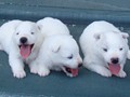 pups-3