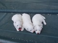 pups-4