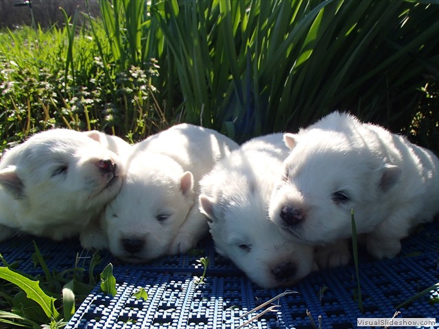 pups-3