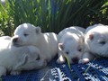 pups-2