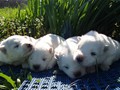 pups-3