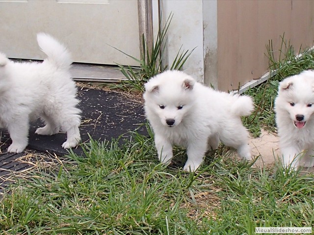 pups-2boys-left-(girl on right)
