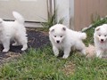 pups-2boys-left-(girl on right)