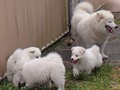 pups-4