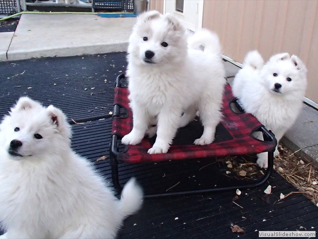 pups-2
