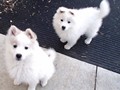 pups-3
