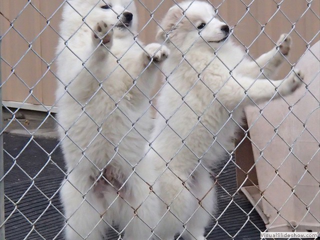 pups-1