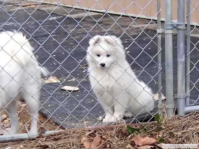 pups-2