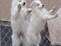 pups-1