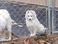 pups-2