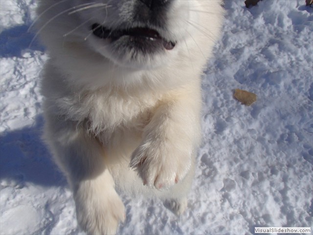 pups-1