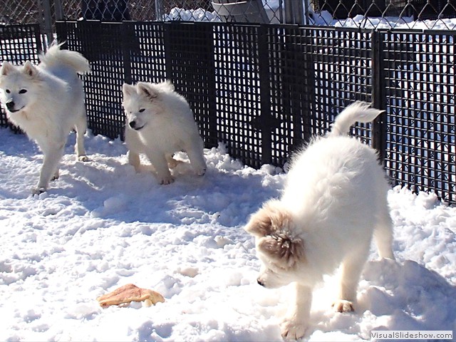 pups-2