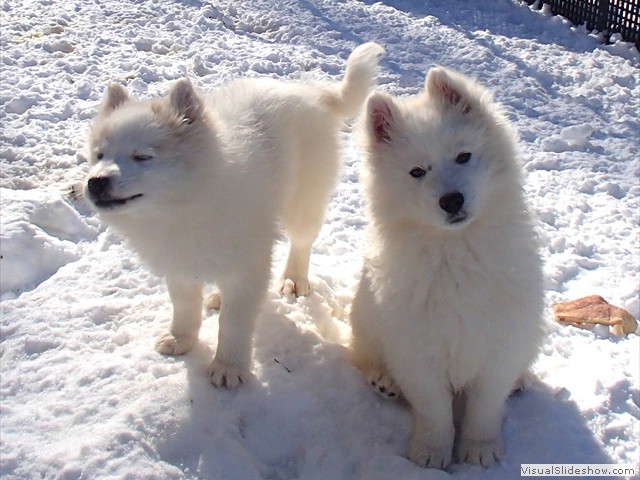 pups-3