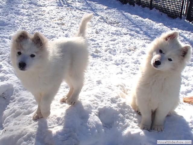 pups-4