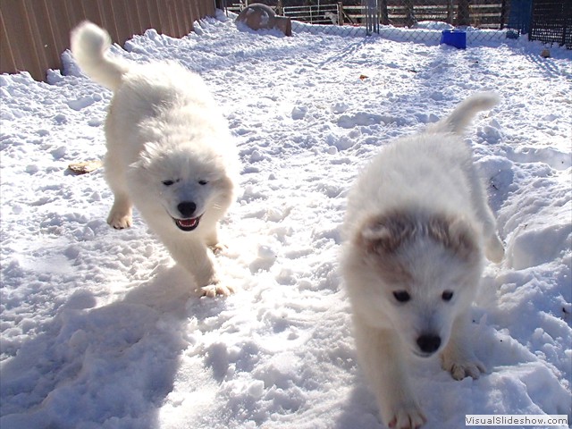 pups-5