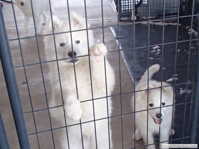 pups-6