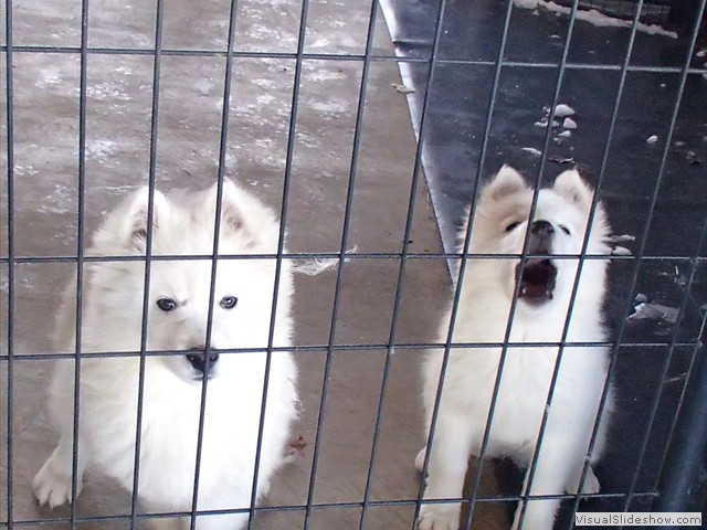 pups-7