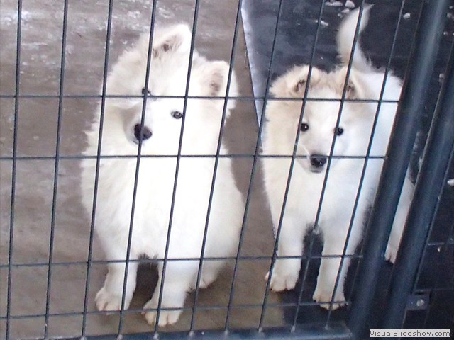 pups-8