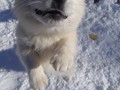pups-1