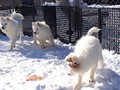 pups-2